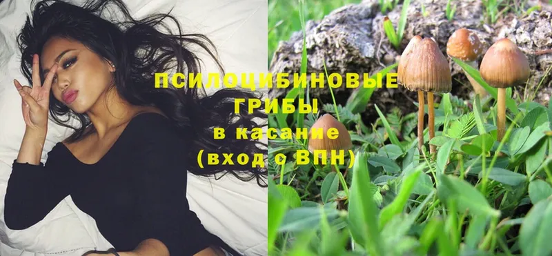 Галлюциногенные грибы Psilocybe  Бугуруслан 